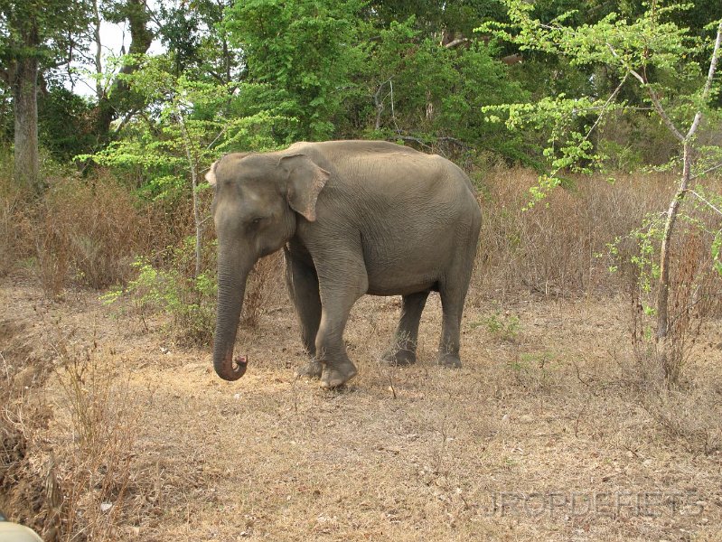 2014-sri-lanka-026.jpg - Uda Walawe nationaal park