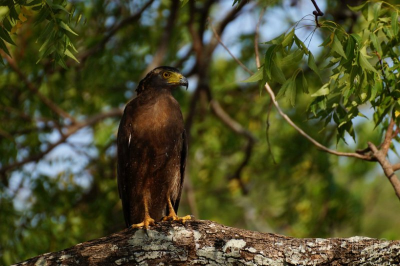 2014-sri-lanka-028.jpg - Uda Walawe nationaal park