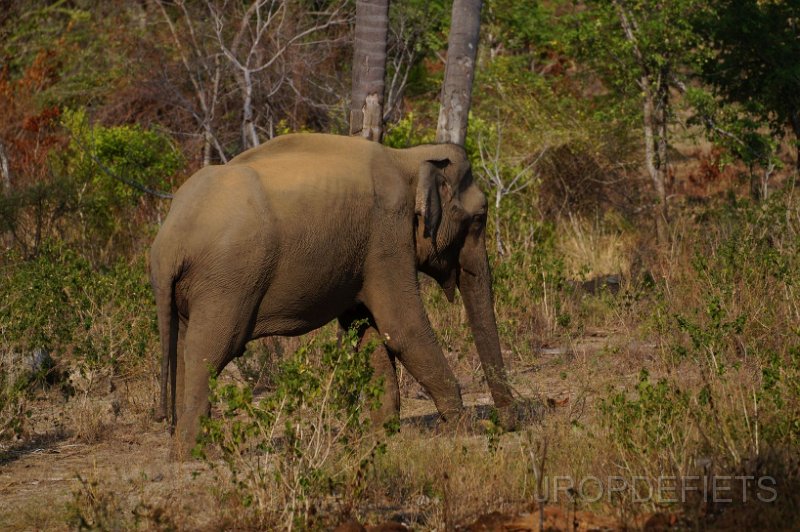 2014-sri-lanka-029.jpg - Uda Walawe nationaal park