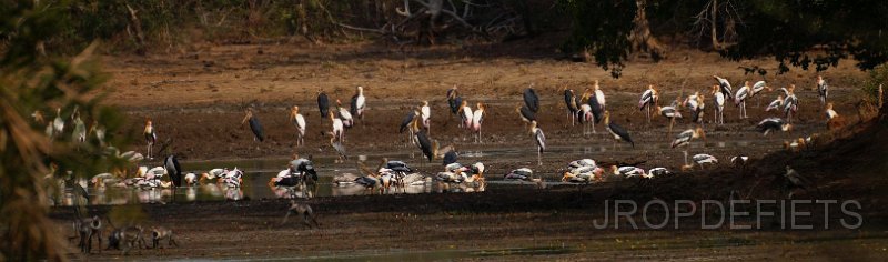 2014-sri-lanka-031.jpg - Uda Walawe nationaal park