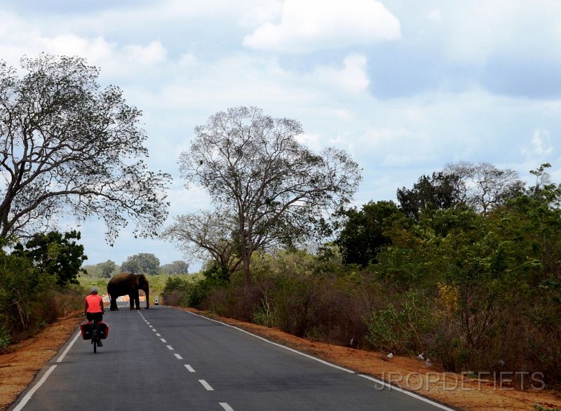 2014-sri-lanka-063.jpg - Yala national park, tol olifant