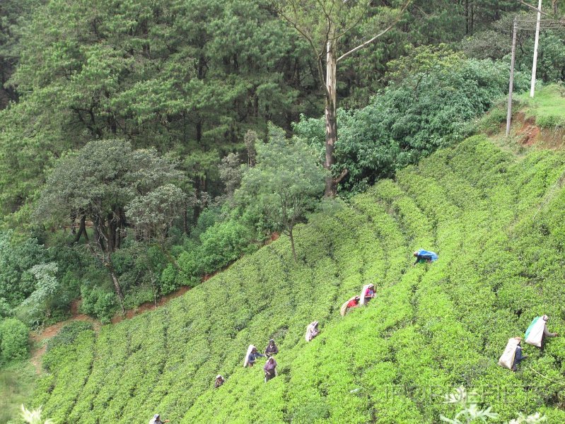 2014-sri-lanka-072.jpg - Thee plantages bij Nuware Eliya