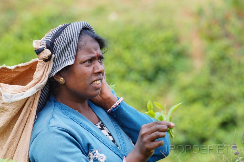 2014-sri-lanka-077.jpg - Thee plantages bij Nuware Eliya