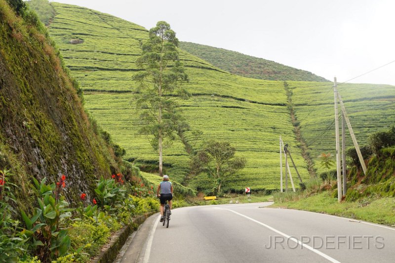2014-sri-lanka-083.jpg - Thee plantages bij Nuware Eliya