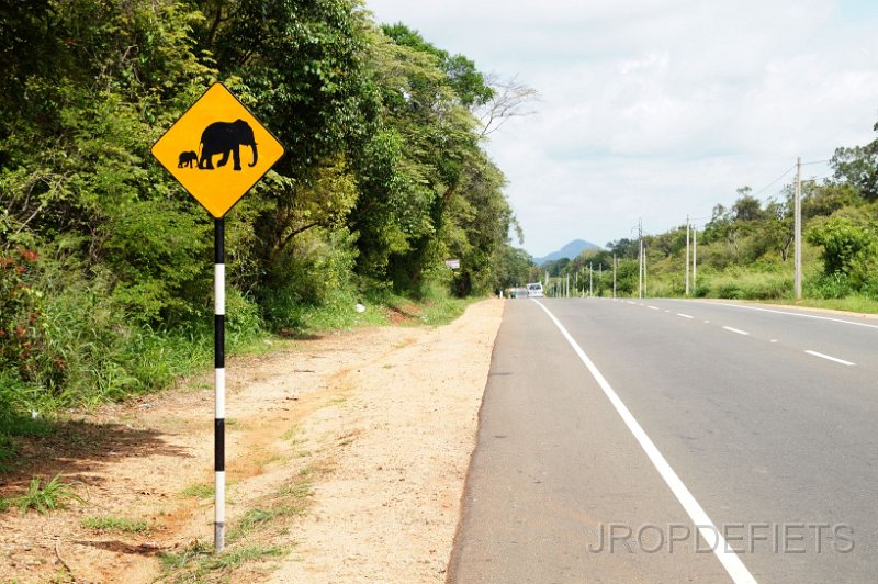 2014-sri-lanka-164.jpg - Let op Olifanten