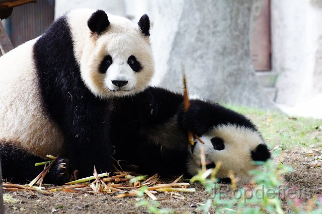 DSC02604.JPG - Panda's in Chengdu
