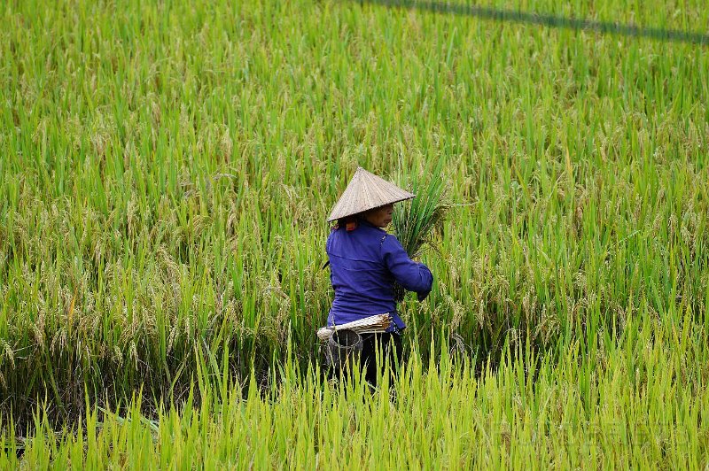 vietnam2018-019.jpg - Mai Chau