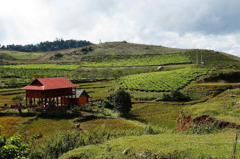 vietnam2018-024.jpg - Richting Moc Chau, thee velden