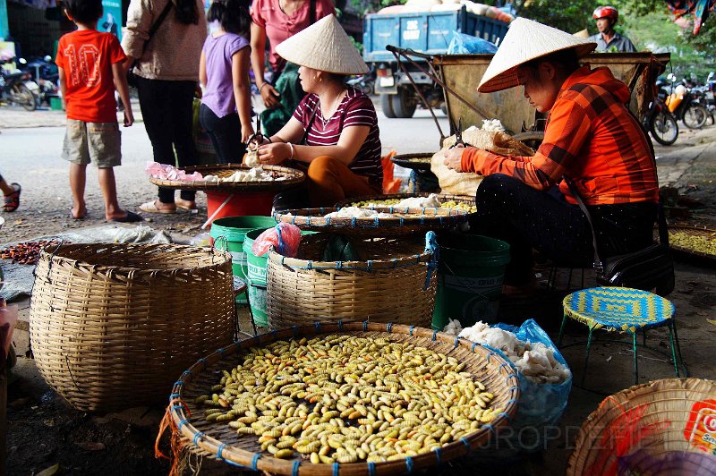 vietnam2018-038.jpg - Echte verse maden
