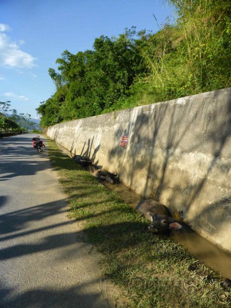 vietnam2018-051.jpg - De buffels nemen het ervan