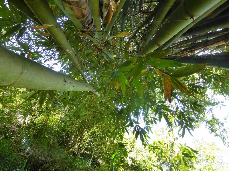 vietnam2018-090.jpg - Rondom Sapa, bamboe