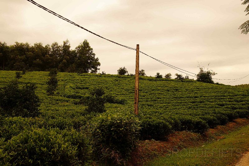 vietnam2018-132.jpg - Theeplantages