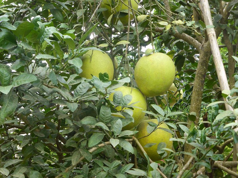 vietnam2018-133.jpg - Pomelo's