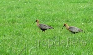 IMG_1180_vogels.jpg - Toet toet vogels