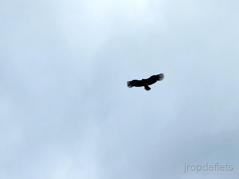 IMG_1641_condor.jpg - Lago Cisnes