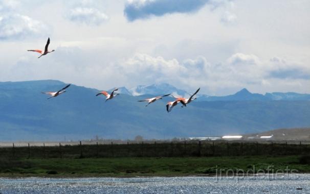 IMG_1891_flamengos.jpg - El Calefate