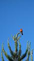 IMG_1131_vogel