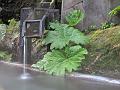IMG_1259