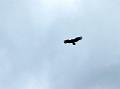 IMG_1641_condor