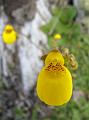 IMG_1674_bloem