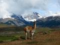 IMG_1926_beest