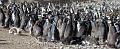 IMG_2019_pinguins