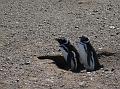 IMG_2036_pinguin