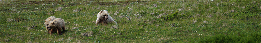 Grizzly beren in Denali park