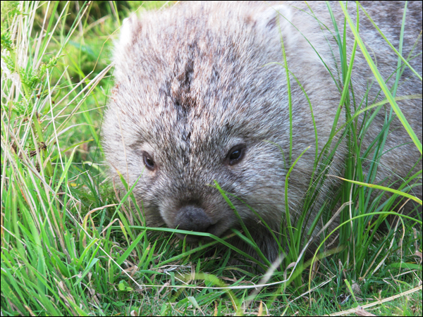 Wombat