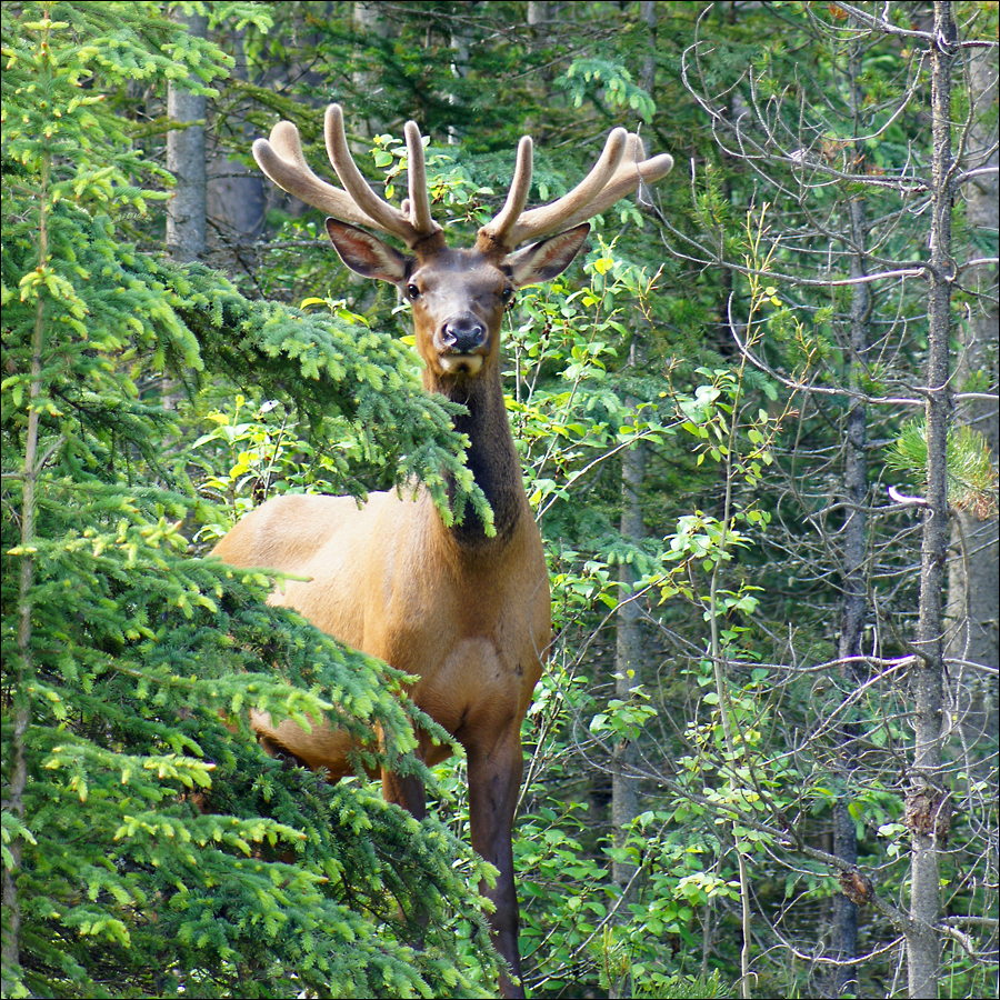 Elk