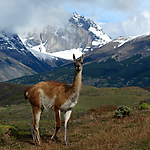 Guanaco