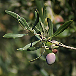 Olijven op Sardinië